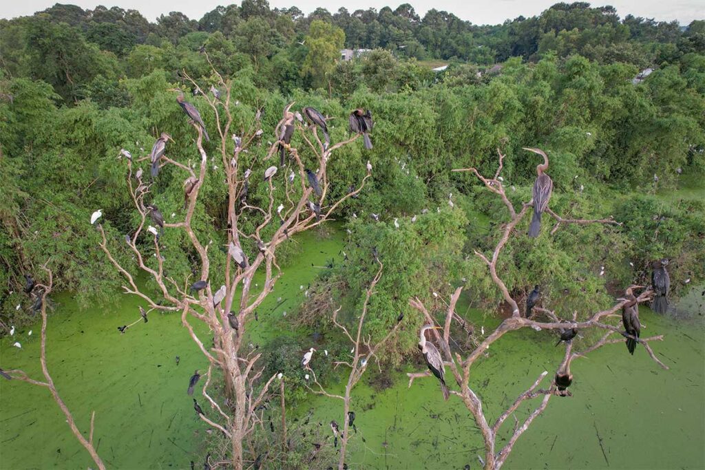 Storks and herons nesting in tall trees around Nodol Pagoda, Tra Vinh, above a green wetland