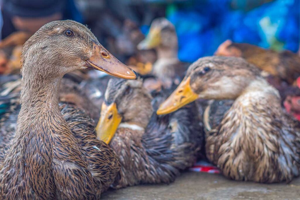 Live ducks for sale at Tân An Market in Cần Thơ, a common sight in traditional wet markets of the Mekong Delta.