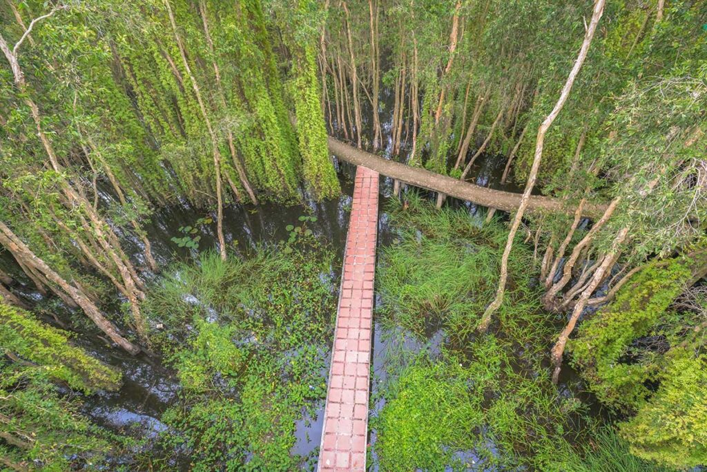 Narrow brick path cutting through wetland under cajuput trees at Tan Lap Floating Village