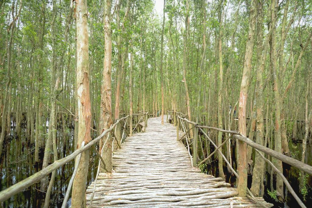 Rustic wooden boardwalk across the melaleuca swamp at Tan Lap Floating Village