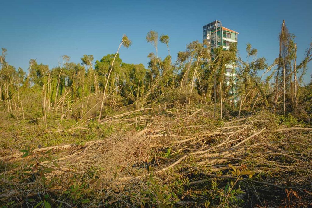 Observation tower above storm-affected melaleuca forest at Tan Lap Floating Village, Long An