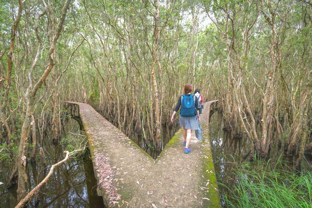 Tan Lap Floating Village Y-shaped walkway through melaleuca forest on the 5-km trail, Long An