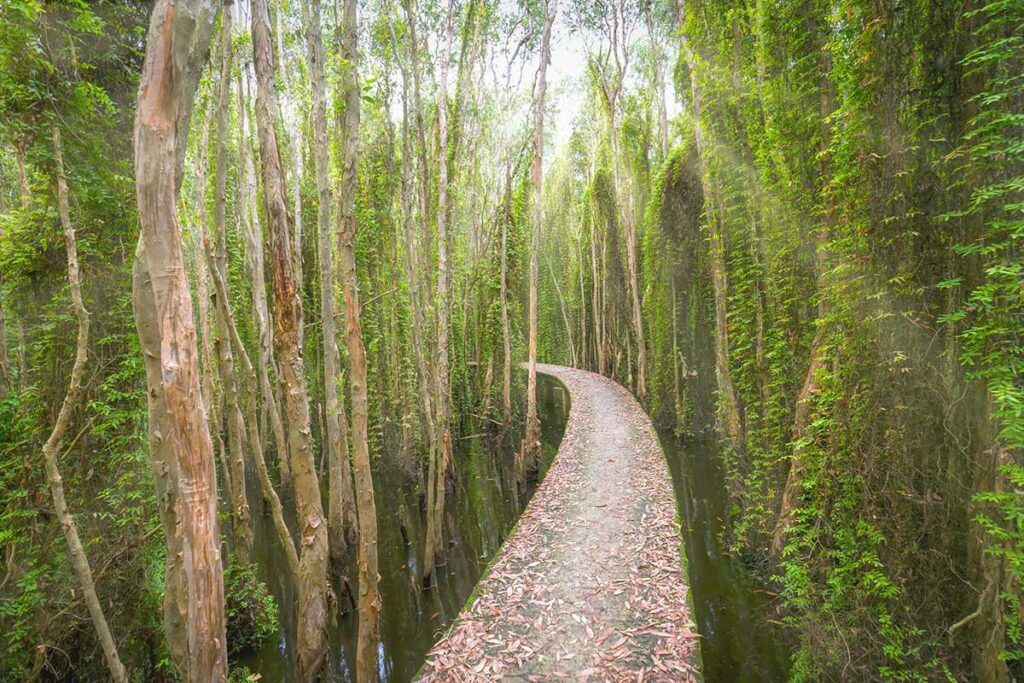 Curved raised walkway through melaleuca (cajuput) forest on the 5-km trail at Tan Lap Floating Villag