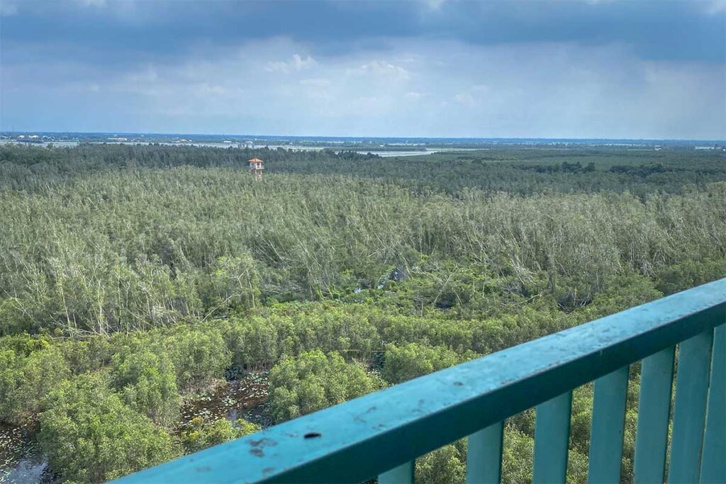 Panoramic view of melaleuca forest from Tan Lap tower hotel balcony, Long An Mekong Delta