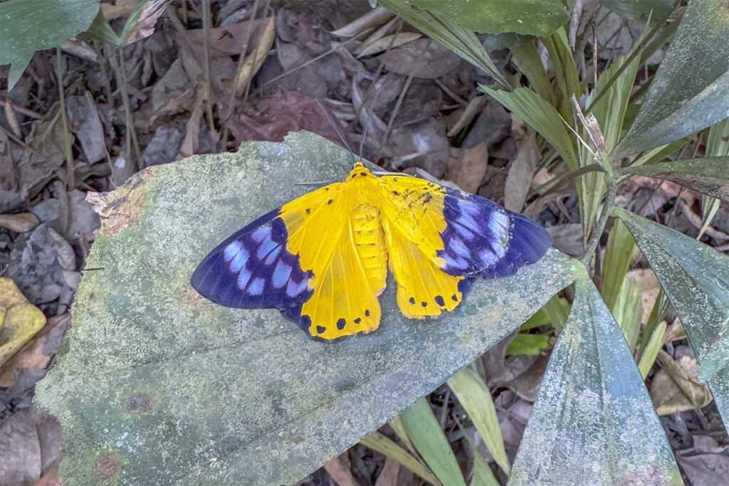 Colorful butterfly in Xeo Quyt Forest – Bright yellow and blue butterfly resting on a green leaf in the reserve.