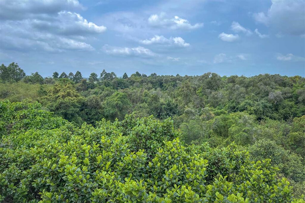 Panoramic view from Xeo Quyt observation tower – Expansive green treetop landscape under blue skies in Dong Thap.