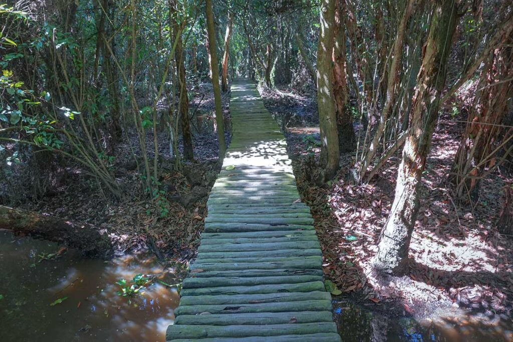 Rustic wooden bridge in Xeo Quyt Forest – Elevated walkway made of logs stretching across swampy forest ground.