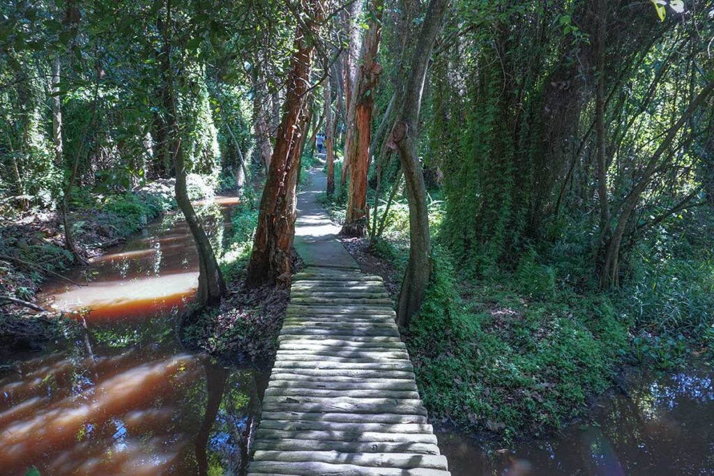 Wooden bridge trail in Xeo Quyt Forest – Narrow plank walkway crossing a small canal under the dense forest canopy.