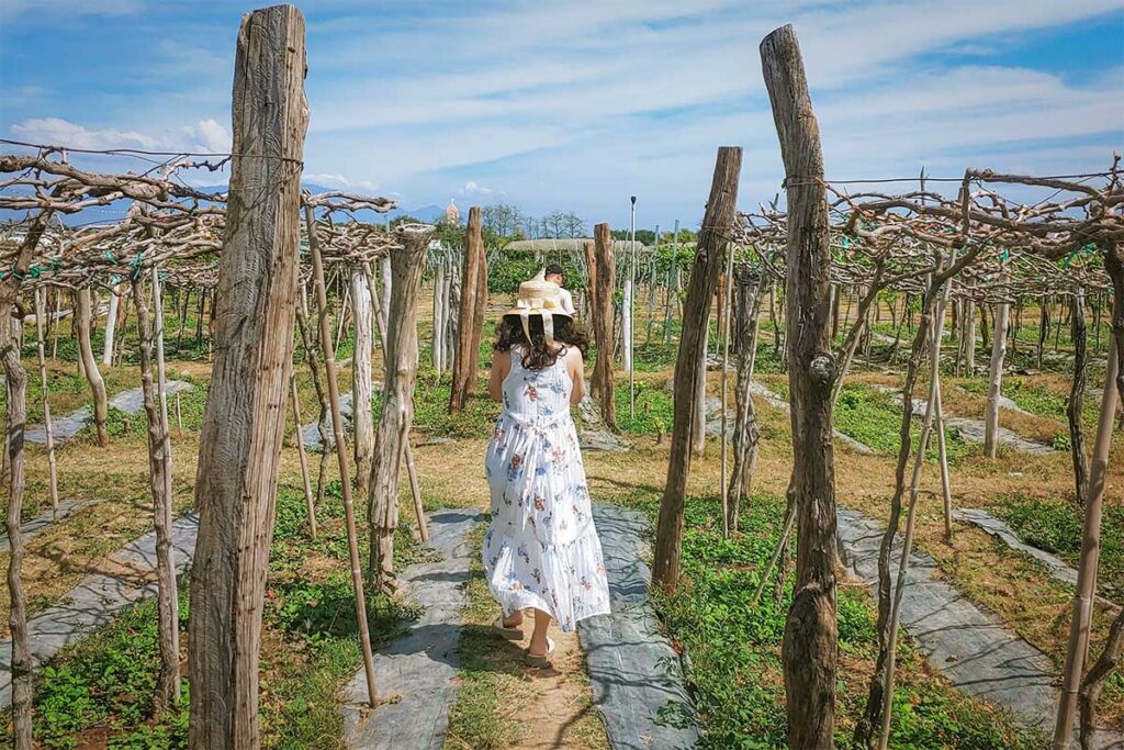 Visitor walking through rows of grape trellises at Ba Moi Vineyard near Phan Rang, Ninh Thuan.