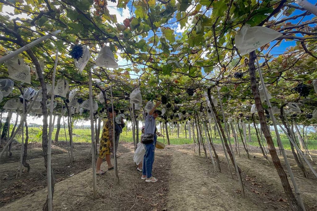 Visitors exploring the Black Finger vineyard in Ninh Thuan, with grape bunches covered in protective bags.
