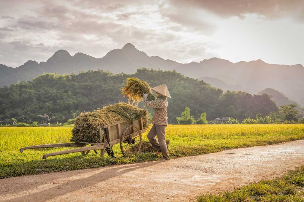 Mai Chau tours – Local Vietnam | farmer working in golden rice fields with wooden cart and mountain backdrop in Mai Chau Valley, Vietnam