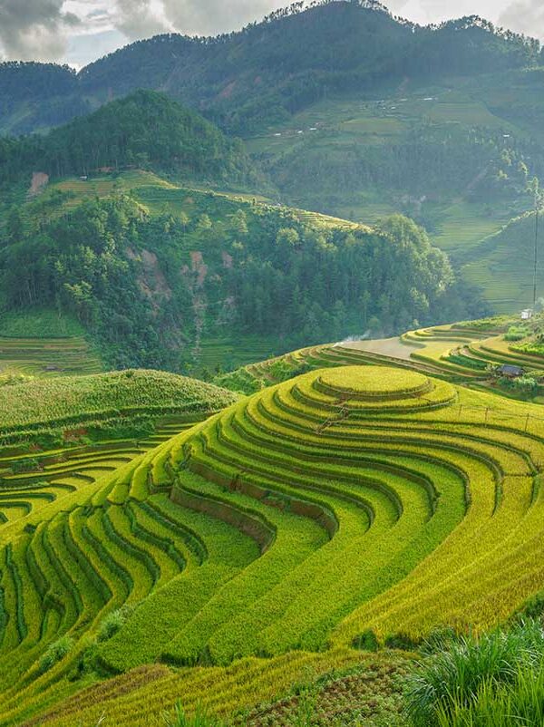 Mu Cang Chai Vietnam – Local Vietnam tours | aerial view of lush green rice terraces surrounded by mountains in Yen Bai Province