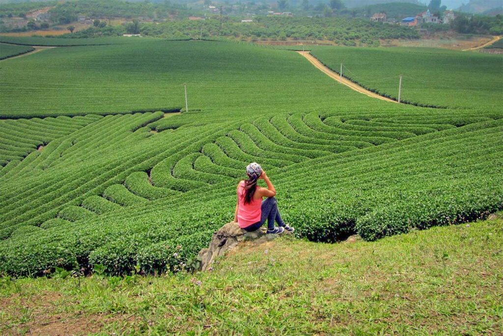 Nhung Phung from Local Vietnam visiting the tea plantations of Moc Chau in Son La Province, Vietnam