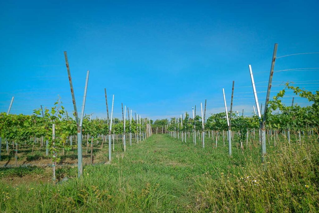 Wide view of vineyard rows in Ninh Thuan under a clear blue sky.