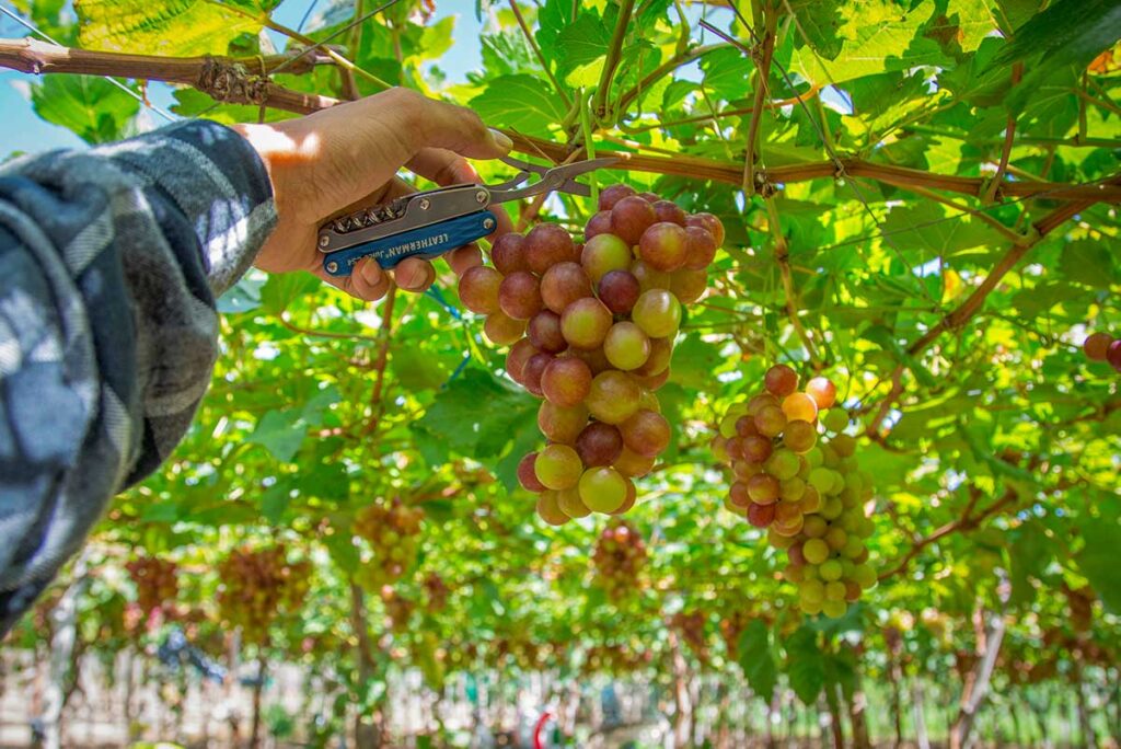 Hand picking fresh grapes in a vineyard in Ninh Thuan, Vietnam.