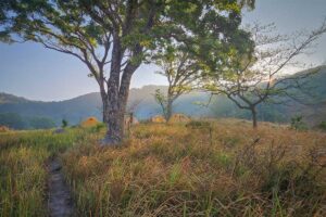 Row of tents in a forest clearing at sunrise, part of a camping trip inside Nui Chua National Park, Ninh Thuan Province.