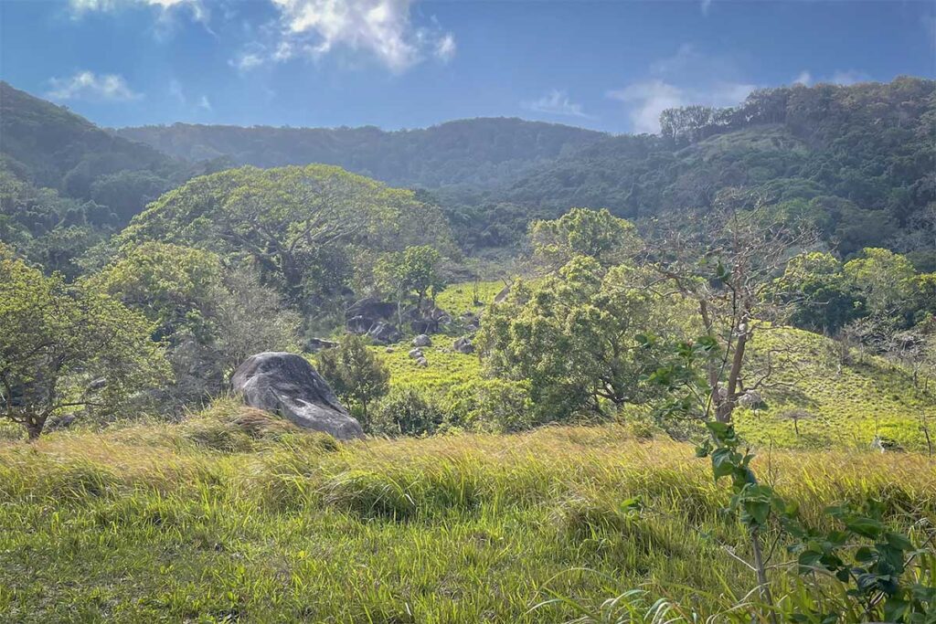 Lush forest clearing inside Nui Chua National Park, where semi-arid landscapes meet green valleys and scattered granite boulders.