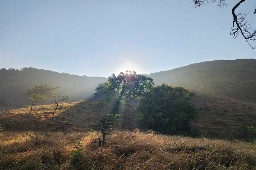 Morning sunlight breaking through trees in the dry forest landscape of Nui Chua National Park, Vietnam’s driest region.