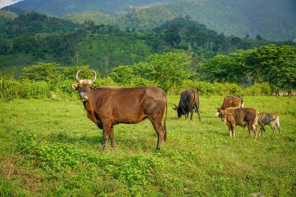 Cattle in Phuoc Binh National Park – Local cows grazing on a green pasture against forested hills in Ninh Thuan highlands.