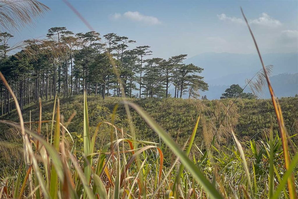 Pine forest in Phuoc Binh – Tall pine trees growing on a ridge in the highlands of Ninh Thuan Province.
