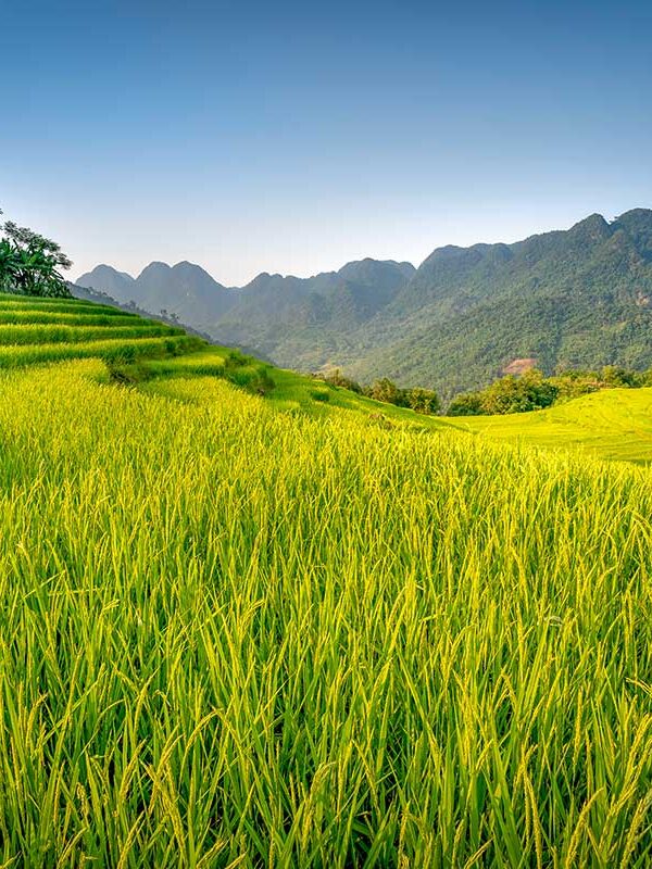 Pu Luong Vietnam – Local Vietnam tours | green rice terraces and limestone mountains in Pu Luong Nature Reserve, northern Vietnam