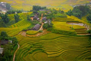 Sapa Vietnam – Local Vietnam tours | traditional village surrounded by golden rice terraces during harvest season in Sapa
