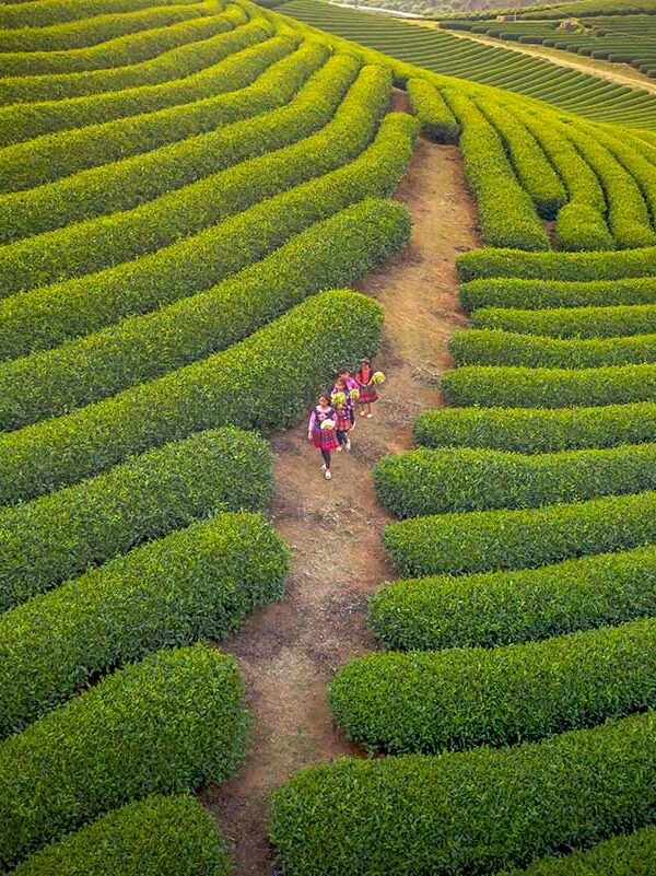 Son La Vietnam – Local Vietnam tours | ethnic women walking through lush green tea plantations in Moc Chau, Son La Province