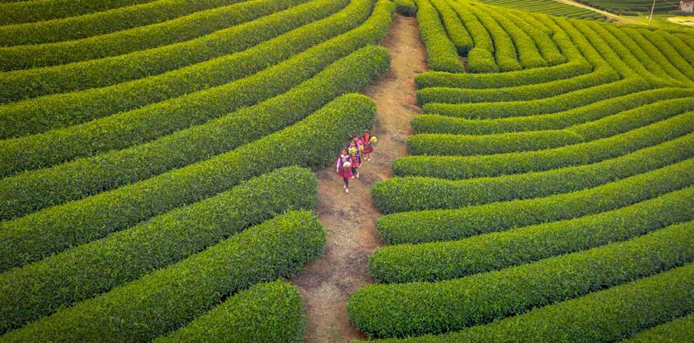 Son La Vietnam – Local Vietnam tours | ethnic women walking through lush green tea plantations in Moc Chau, Son La Province