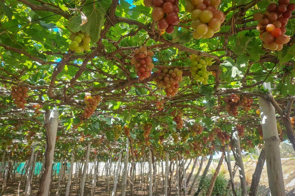 Rows of grape vines with bunches of green and red grapes in Thai An vineyards, Ninh Thuan.