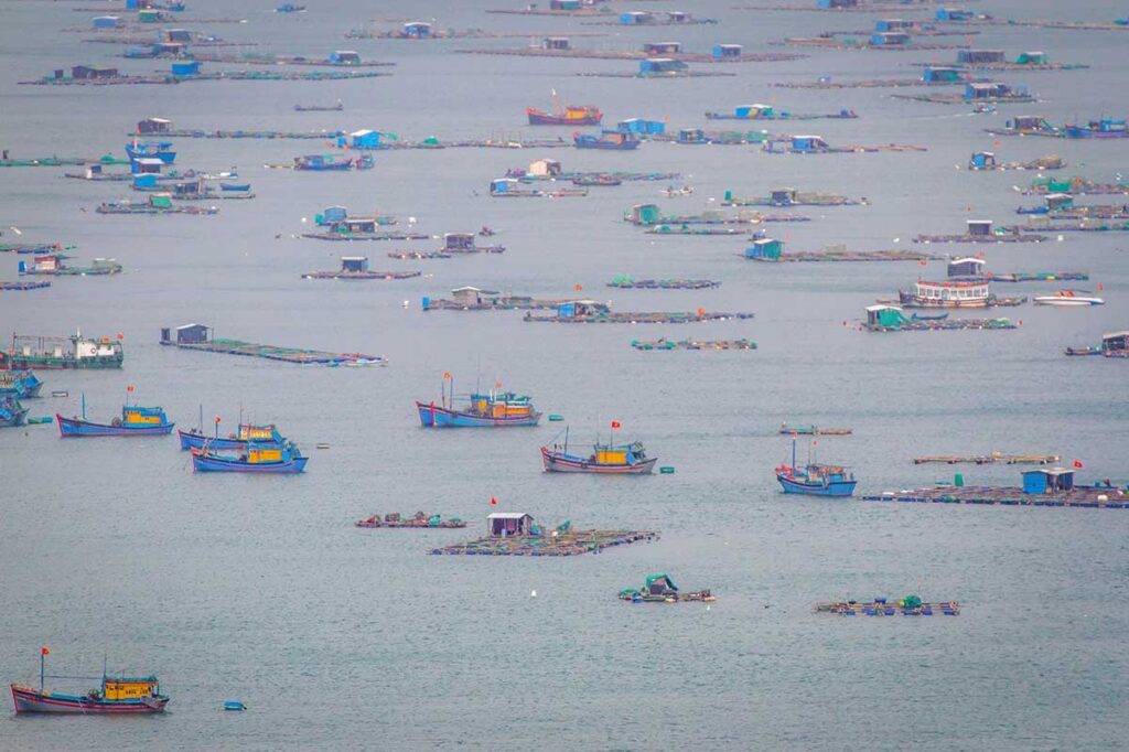 Traditional wooden fishing boats anchored among floating lobster farms in Vung Ro Bay, Phu Yen.