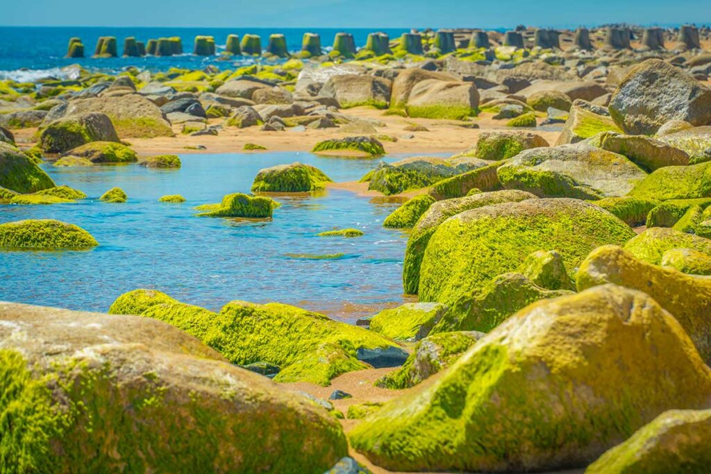 Xom Ro moss-covered seawall near Tuy Hoa, Phu Yen, where green algae blanket the rocks from January to March, creating a striking coastal scene.