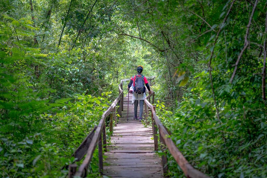Cat Tien National Park tours with a visitor walking along a wooden jungle boardwalk