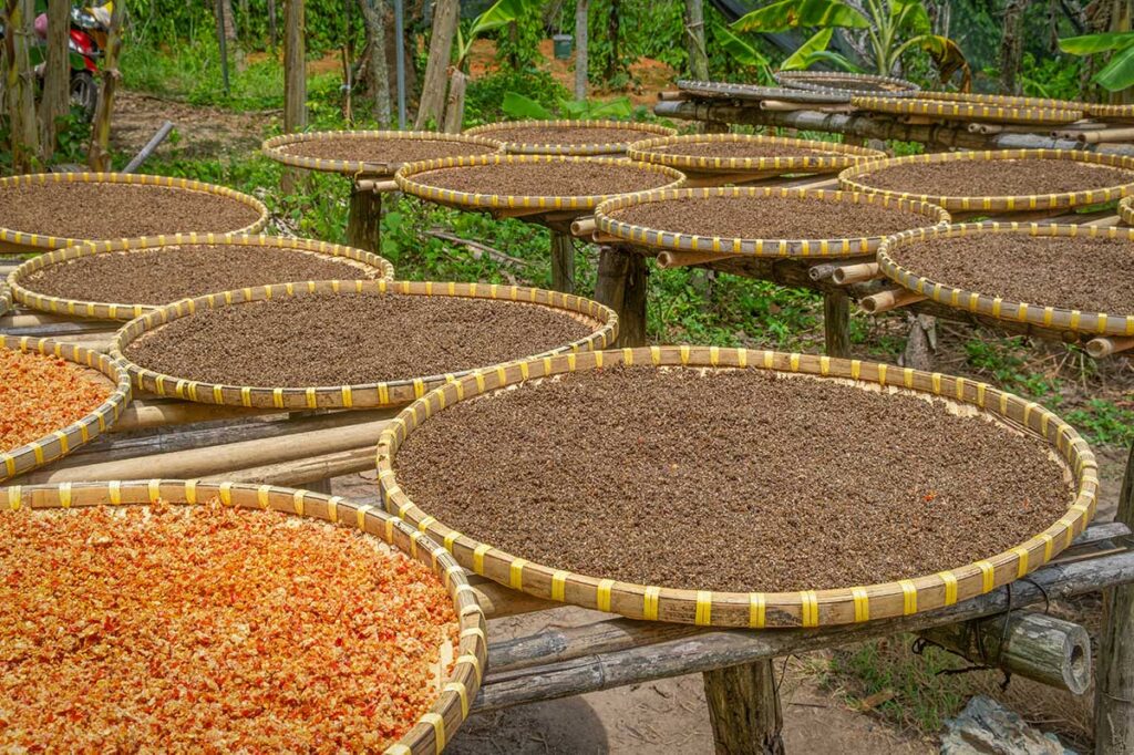 Freshly harvested peppercorns drying on traditional bamboo trays at a pepper farm in Phu Quoc