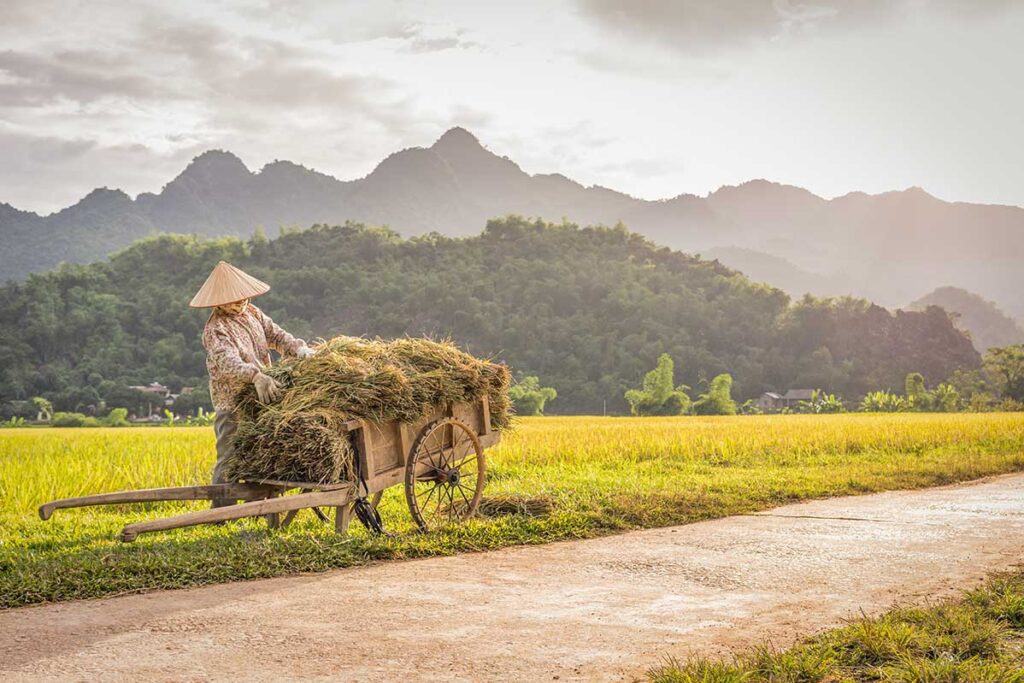 Farmer pushing a cart of freshly harvested rice in Mai Chau Valley, showcasing authentic rural life in Northern Vietnam tours.