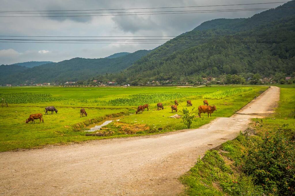 Phong Nha countryside tours through peaceful rural landscapes with grazing buffalo and mountain views