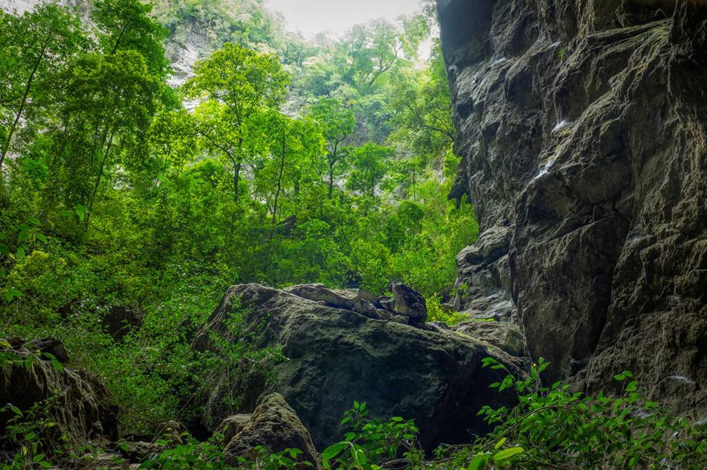 Phong Nha Jungle tours with dense green forest and limestone cliffs in Phong Nha Ke Bang