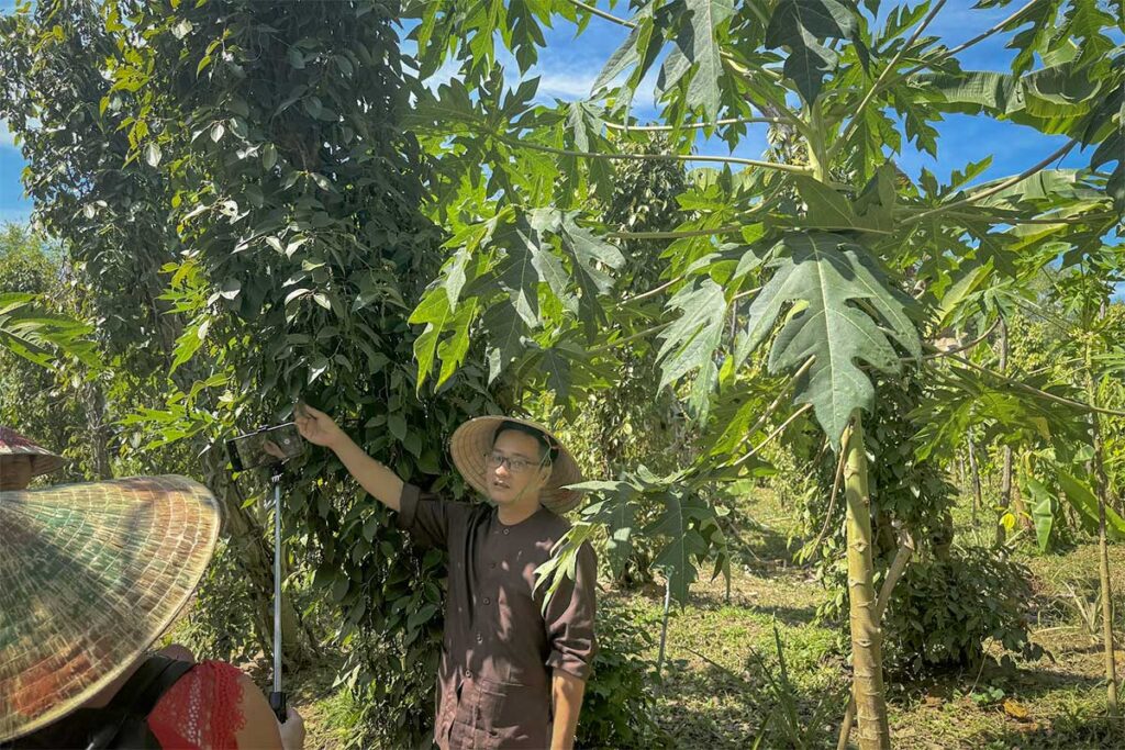 Guide explaining the pepper vines and fruit trees to visitors during a farm tour at Phu Quoc Countryside