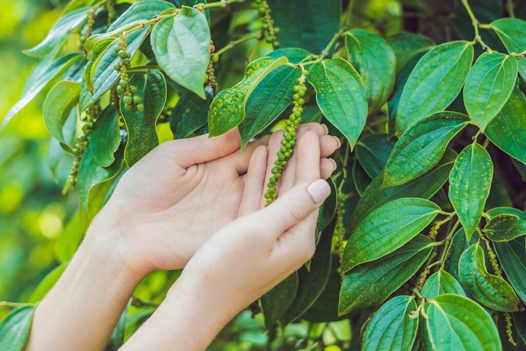 Hands holding a fresh green pepper cluster on a Phu Quoc pepper farm