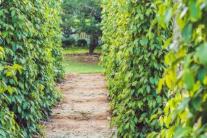 Dirt path running between dense pepper vines at a farm in Phu Quoc