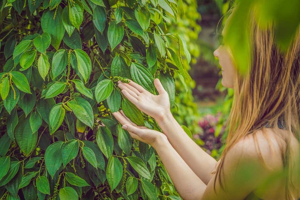 Phu Quoc pepper farm tours with a visitor examining green pepper plants at a local plantation