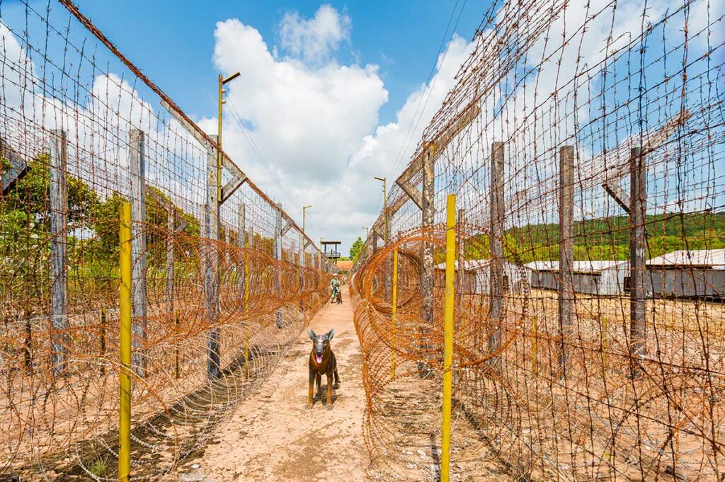 Corridor of layered barbed wire fencing at Phu Quoc Prison, with a wax guard dog figure standing between the fences and a watchtower visible in the background.