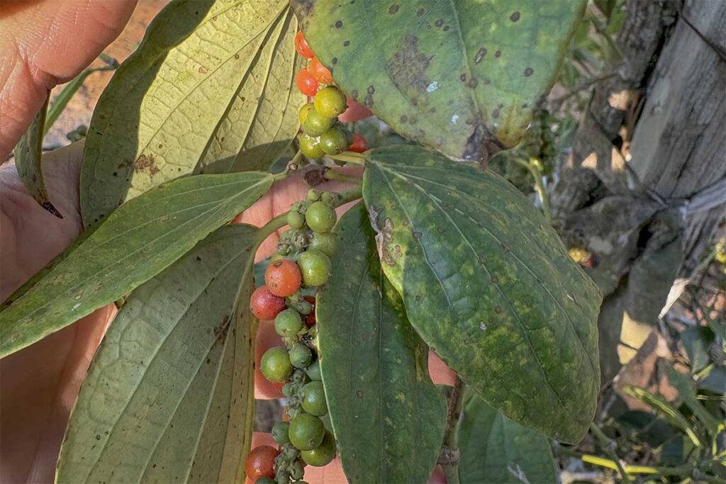 Green and red peppercorns at different stages of ripeness on the same vine at a Phu Quoc pepper farm