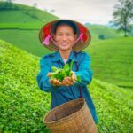 Son La tours with a smiling tea picker holding fresh leaves in a green hillside tea plantation