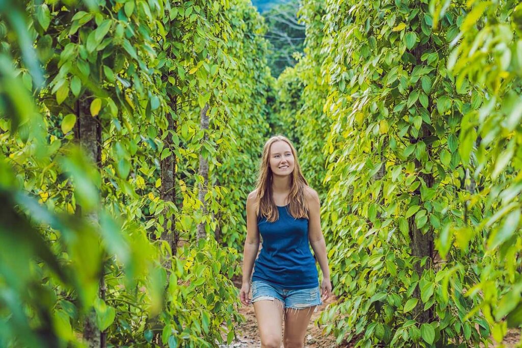 Tourist walking between the pepper vines during a guided farm tour in Phu Quoc