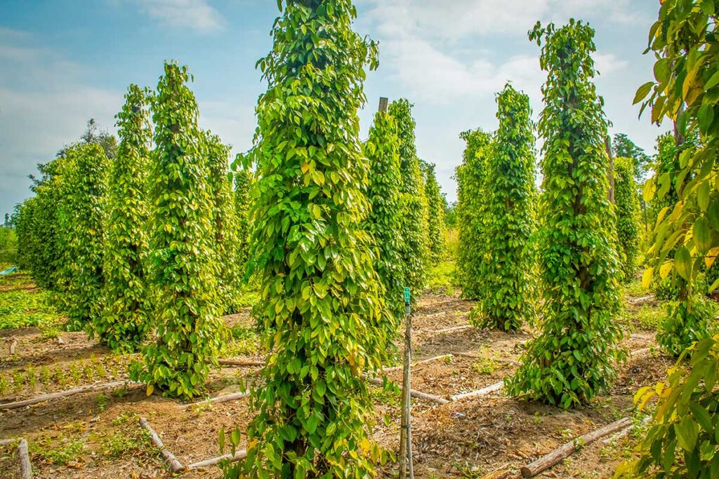 Rows of pepper vines growing on wooden poles at a pepper farm in Phu Quoc