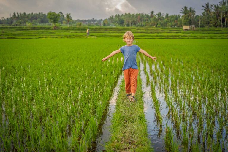 Best things to do in Vietnam with kids, showing a child walking through green rice fields in Sapa, surrounded by water channels and rural scenery.