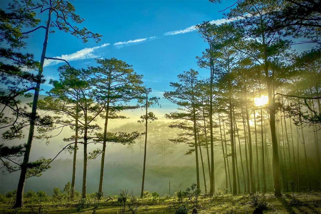 Sunlight filtering through pine forest in Bidoup Nui Ba National Park, highlighting peaceful nature scenery near Dalat