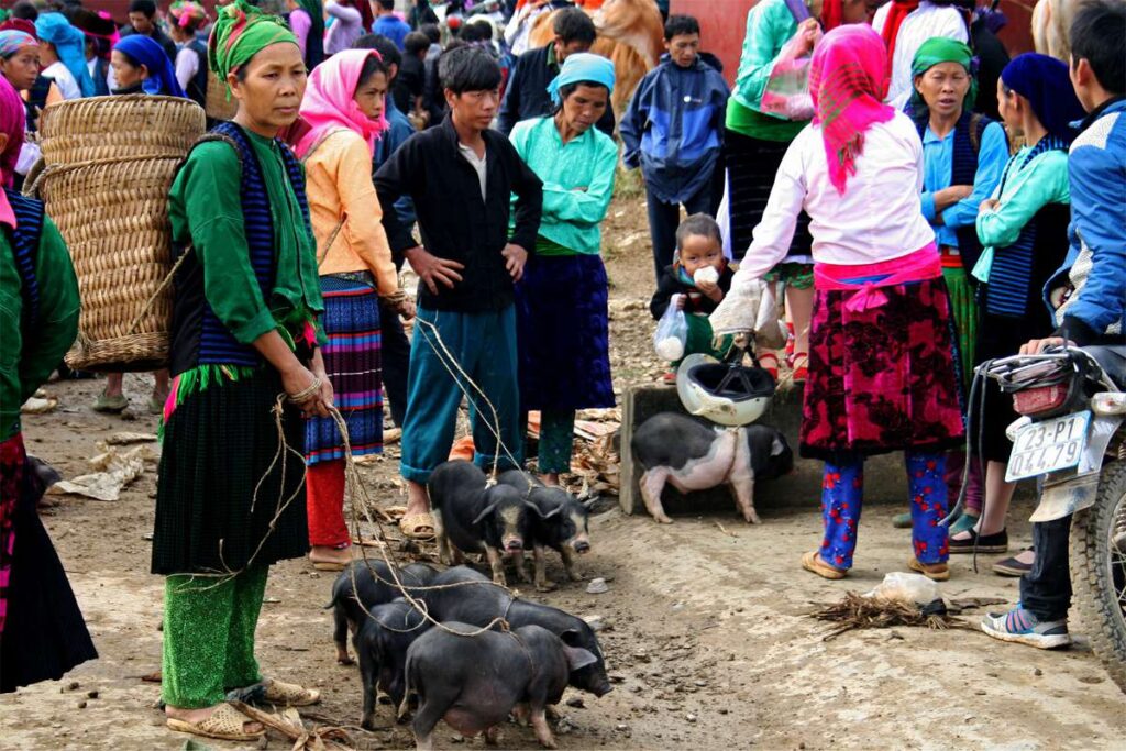 Ethnic minority woman on the Meo Vac Market holding small pigs on a leash