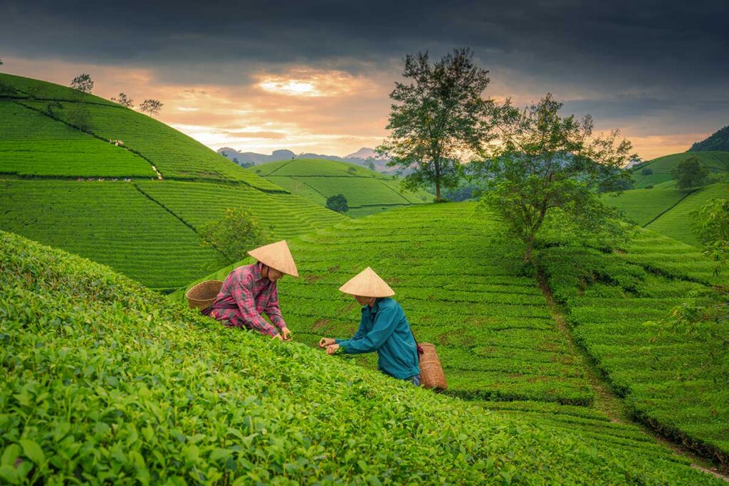 Vietnam slow travel holidays visiting tea plantations in the highlands, highlighting rural landscapes and slow-paced exploration in Vietnam
