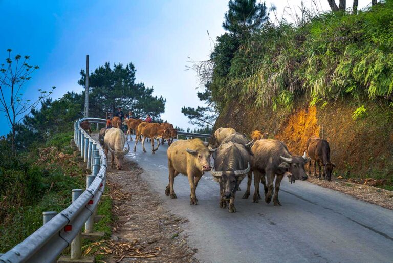 Water buffalo crossing a mountain road near Yen Minh during a Ha Giang Loop tour, showing daily rural life in northern Vietnam